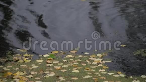 雨滴和漂浮的落叶在黑暗的水面上的河流或湖泊视频的预览图