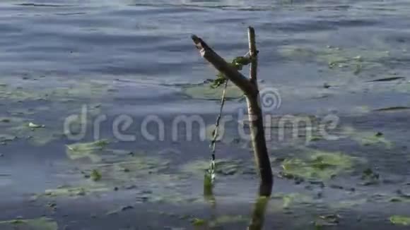 从水下伸出的木棘轮是用来支撑钓竿的视频的预览图