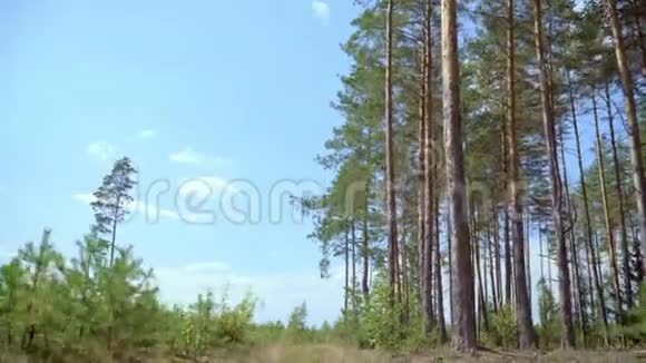松林与幼松新植之间的道路视频的预览图