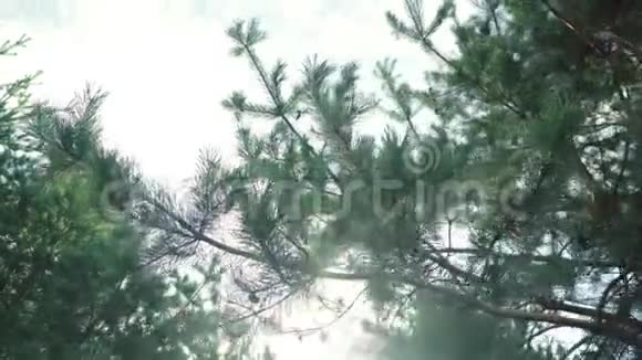 松枝带绿针夏季森林中阳光充足的松枝视频的预览图