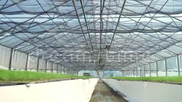 穿过温室里种植的年轻植物内部植物栽培视频的预览图