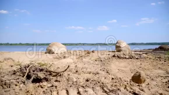 村庄附近湖岸的沙子和巨大的石头蝴蝶飞到湖边视频的预览图