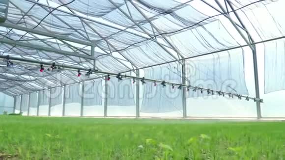 浇水机灌溉温室内的植物农业设备视频的预览图