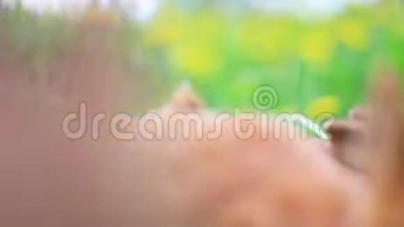 红兔在蒲公英丛中吃草视频的预览图