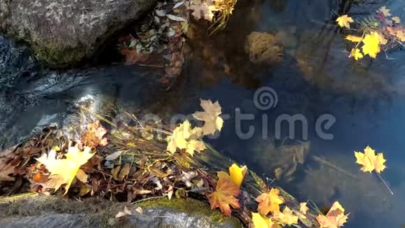 色彩斑斓的树叶落在河中溪水落在岩石之间视频的预览图