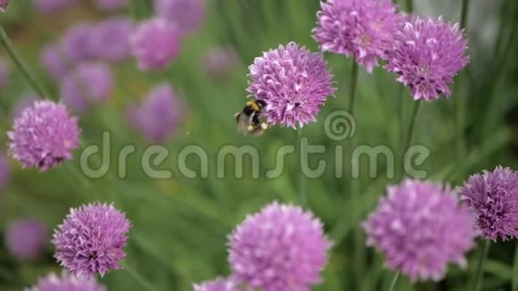 蜜蜂从紫色盛开的韭菜中采集花蜜关门视频的预览图