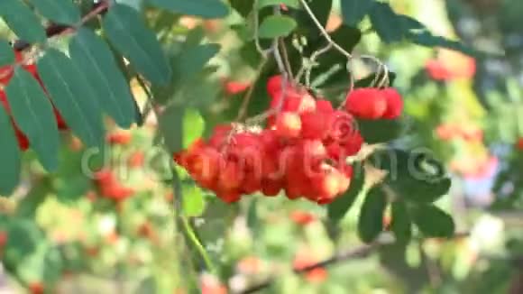 罗文枝条成熟果实特写红罗旺浆果在罗旺树枝上成熟的罗旺浆果特写和绿色视频的预览图