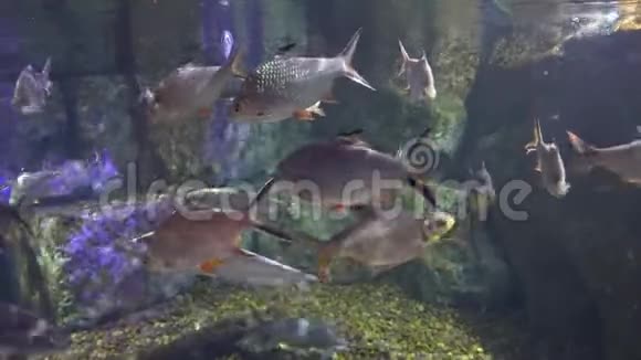 海洋鱼类平静地在水族馆的海水中游泳美丽的海洋鱼视频的预览图
