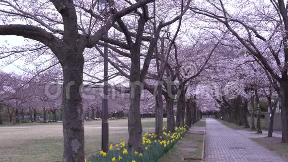 东京公园樱花和水仙花伴鸟鸣的晨景视频的预览图
