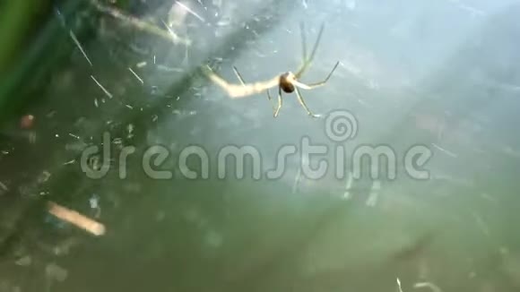 长爪的小蜘蛛坐在蜘蛛网上在风中摇曳视频的预览图