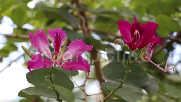 紫色紫荆花紫荆花或香港兰花花在树上开花视频的预览图