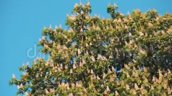 红毛虫春暖花开的栗子顶天立地视频的预览图