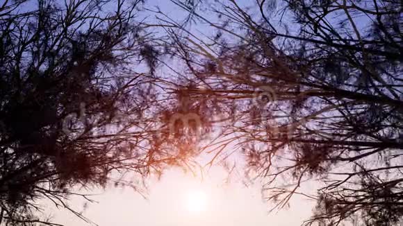 夕阳的天空和树枝在风中摇曳视频的预览图