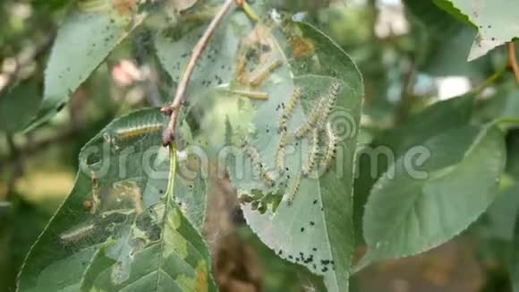 樱桃树叶子上的许多毛毛虫一窝大白毛虫吃树叶幼虫和卵视频的预览图