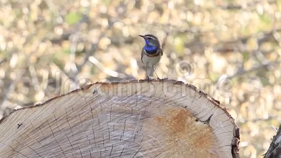 一只美丽的蓝喉鸟坐在树桩上唱着春天的歌视频的预览图