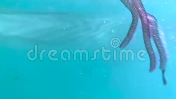 马略卡海沿岸的水中水母视频的预览图
