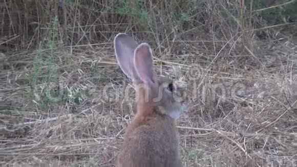 兔子在野外3视频的预览图