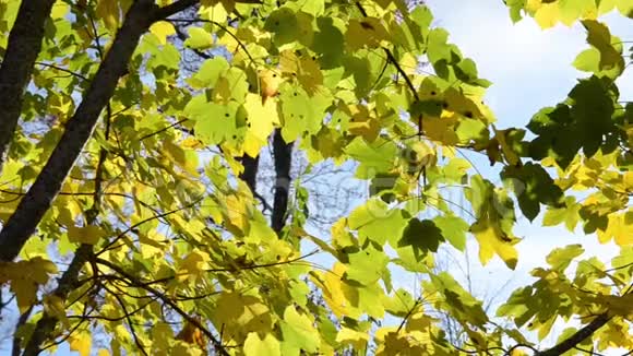 金杨叶落在树枝上在明亮的秋日秋天的颜色在森林里山地景观黄色和金色的叶子视频的预览图