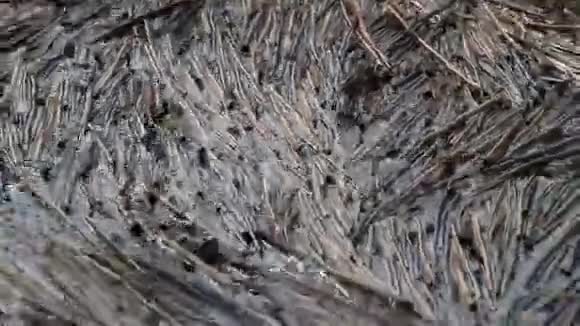 落下的芦苇在河里的波浪上摇曳视频的预览图
