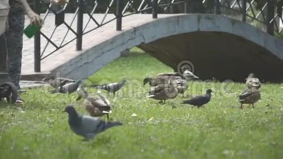 在美丽的夏日绿园里的鸭子们视频的预览图