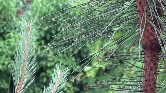 雨中湿松针特写自然背景带有水滴的云杉枝在自然特写镜头上视频的预览图