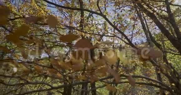 向上移动树枝和树叶离我们很近视频的预览图