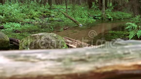 森林溪流在绿色灌丛和苔藓覆盖的石头之间流动平静自然视频的预览图