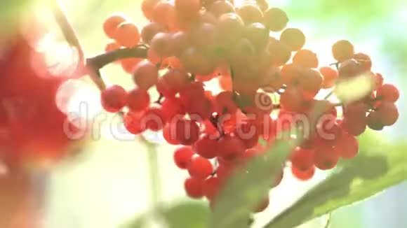 一束红山灰随风摇曳成熟的罗湾果枝特写视频的预览图