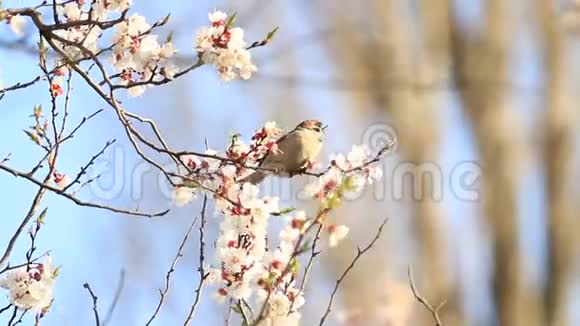 带樱花的树枝上的麻雀视频的预览图