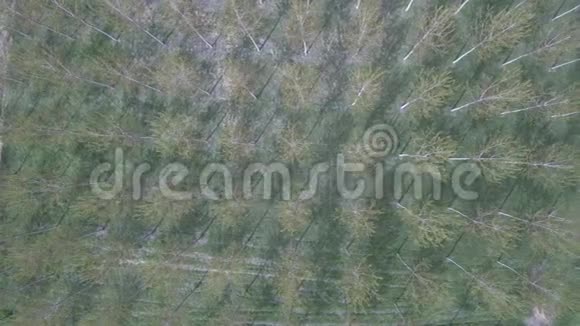 从左到右高空拍摄白杨树种植园森林视频的预览图