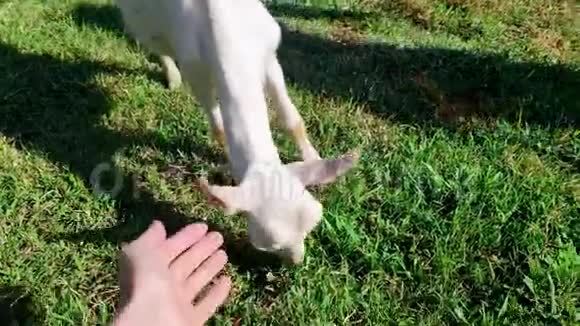 儿童和动物之间的友谊女人她的手在草坪上抚摸一只白色的山羊视频的预览图
