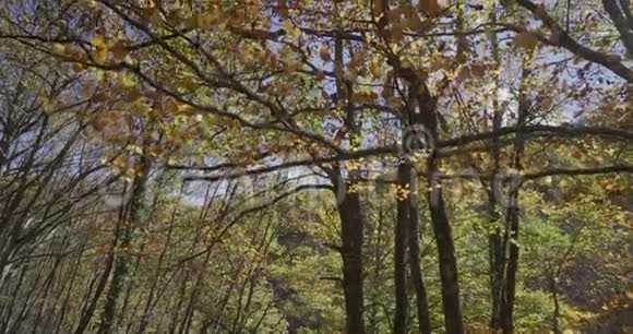 向上移动树枝和树叶靠近我们视频的预览图