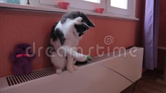 黑白可爱活动猫玩玩具供暖系统视频的预览图