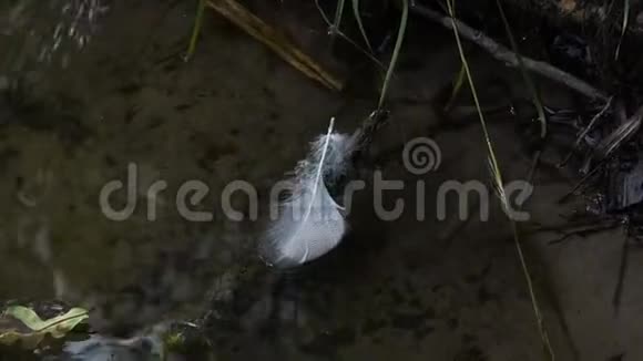 美丽的鸟羽毛漂浮在河上视频的预览图