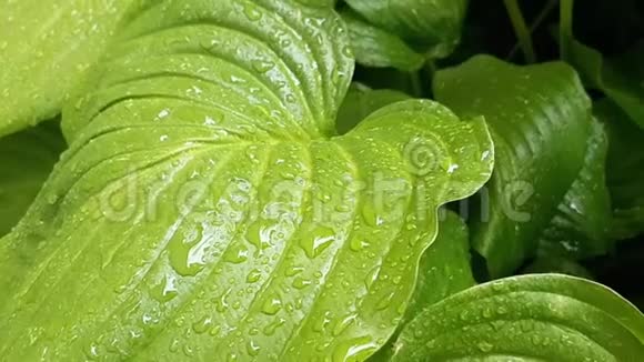 罕见的雨滴落在潮湿的绿叶上雨滴的湿叶子大自然的美丽而夏天的雨天视频的预览图