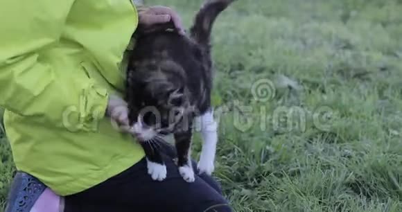 猫爱抚那个女孩视频的预览图