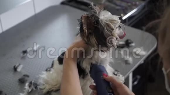 女性美容师用剪刀修剪狗毛视频的预览图