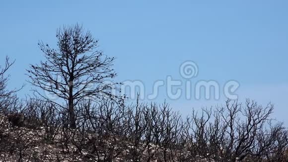 火灾后烧毁的树木视频的预览图