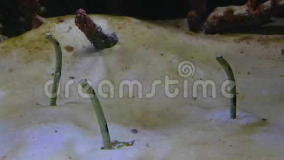 水族馆里的海特康格哈西鱼泰国清迈视频的预览图