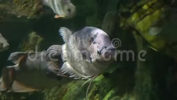 水族馆里的热带鱼特写泰国清迈视频的预览图