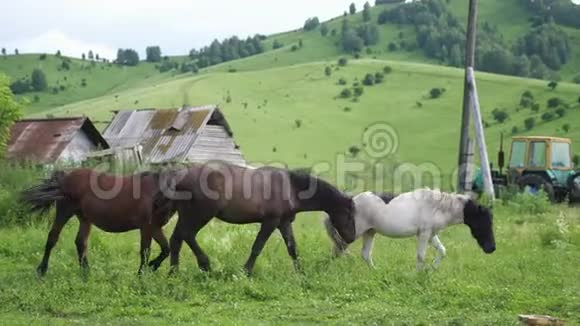 马在一个村庄的夏季野外放牧慢动作视频的预览图