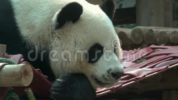 大熊猫特写镜头的头部泰国清迈视频的预览图