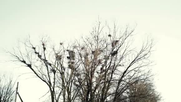 乌鸦成群结队地在一棵树上筑巢视频的预览图