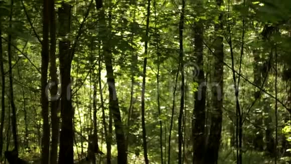 美丽的波克抽象的背景树叶中的阳光缓慢的运动视频的预览图