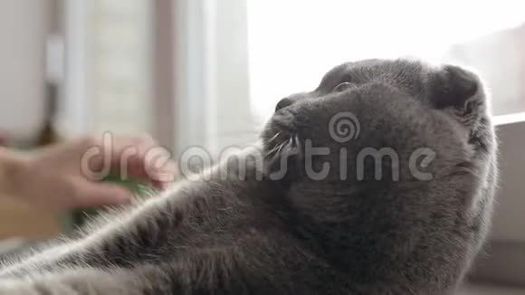 女孩手抚摸着一只美丽的苏格兰折叠猫猫喜欢爱抚视频的预览图