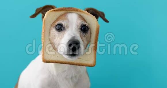 可爱的狗头上戴着面包片视频的预览图
