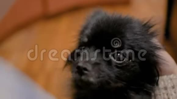 黑色小波美拉尼亚斯皮茨狗的肖像视频的预览图