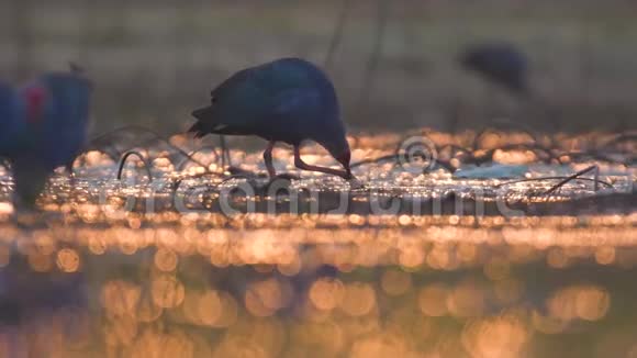 日出时池塘里的灰头沼泽鸡视频的预览图