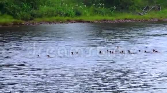 鸭子一家在河里游泳视频的预览图