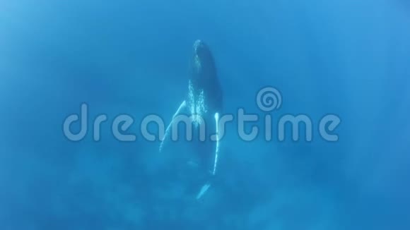 驼背鲸鱼在加勒比海中的垂直还原视频的预览图